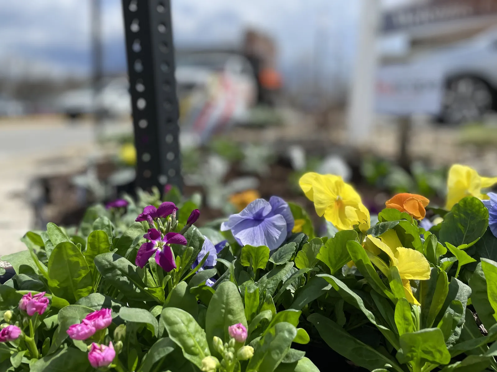 Colorful pansies in outdoor seasonal bed