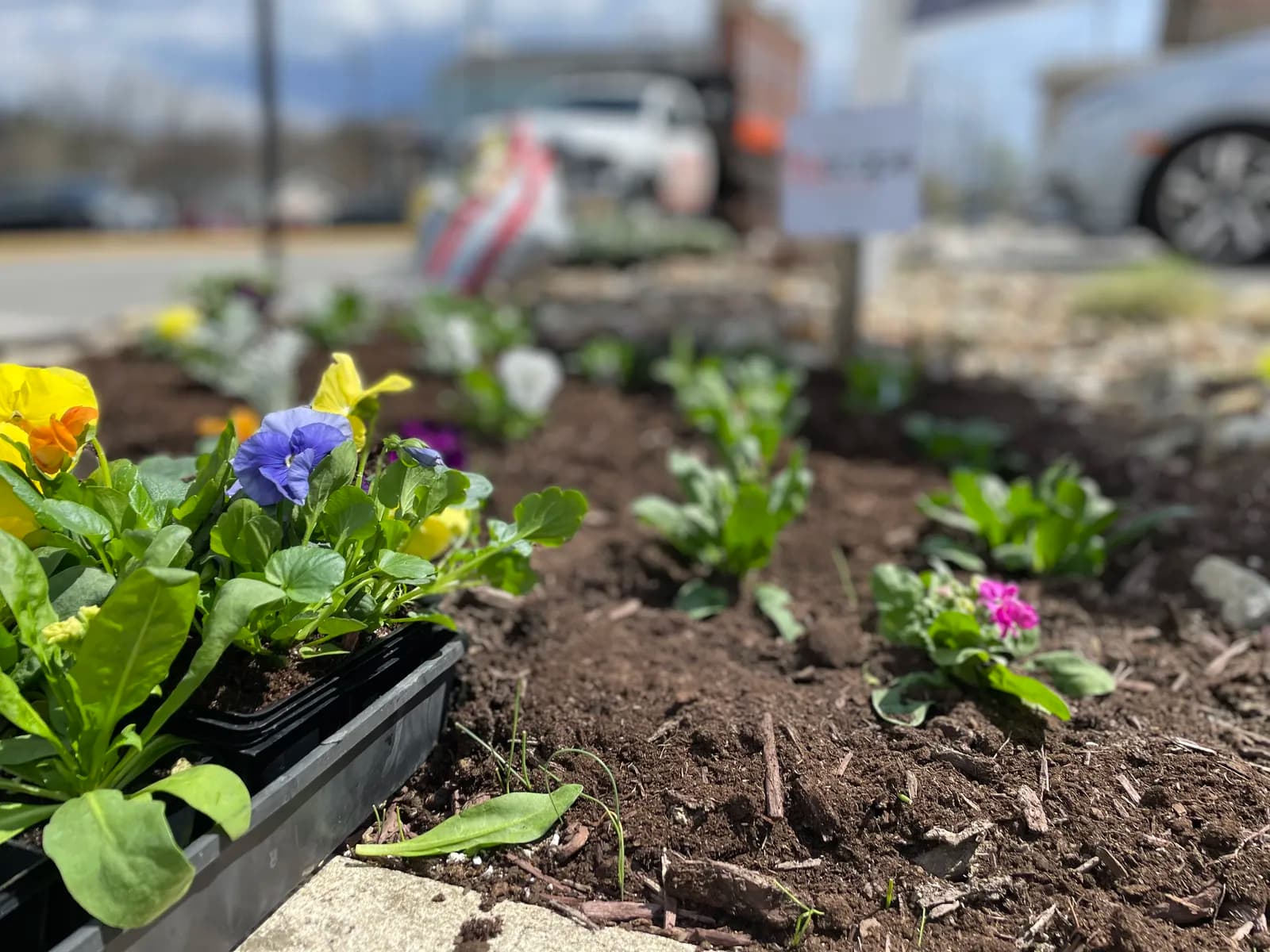 Pansies being planted in a prepared garden bed