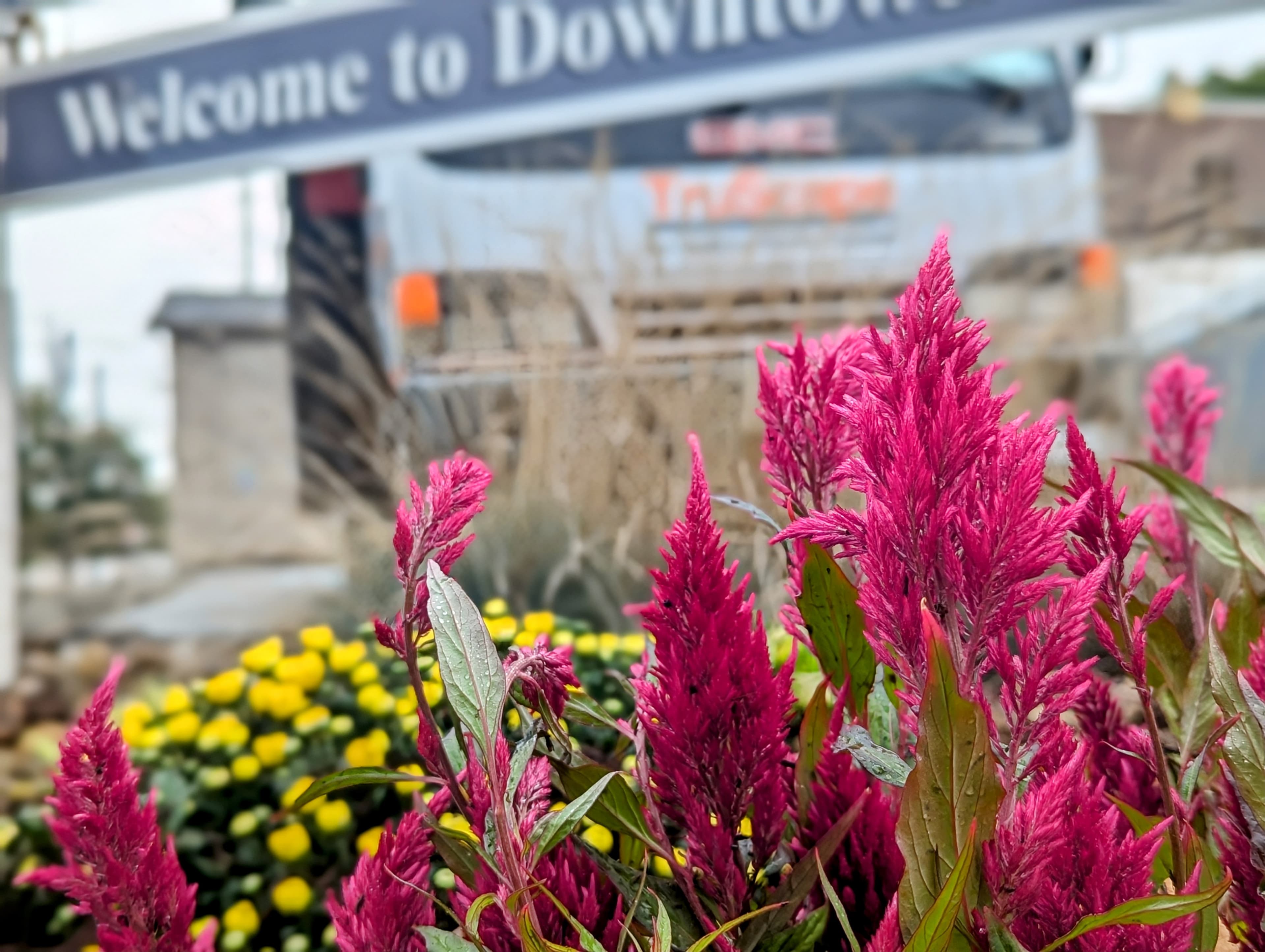 Pink annual flowers in seasonal bed