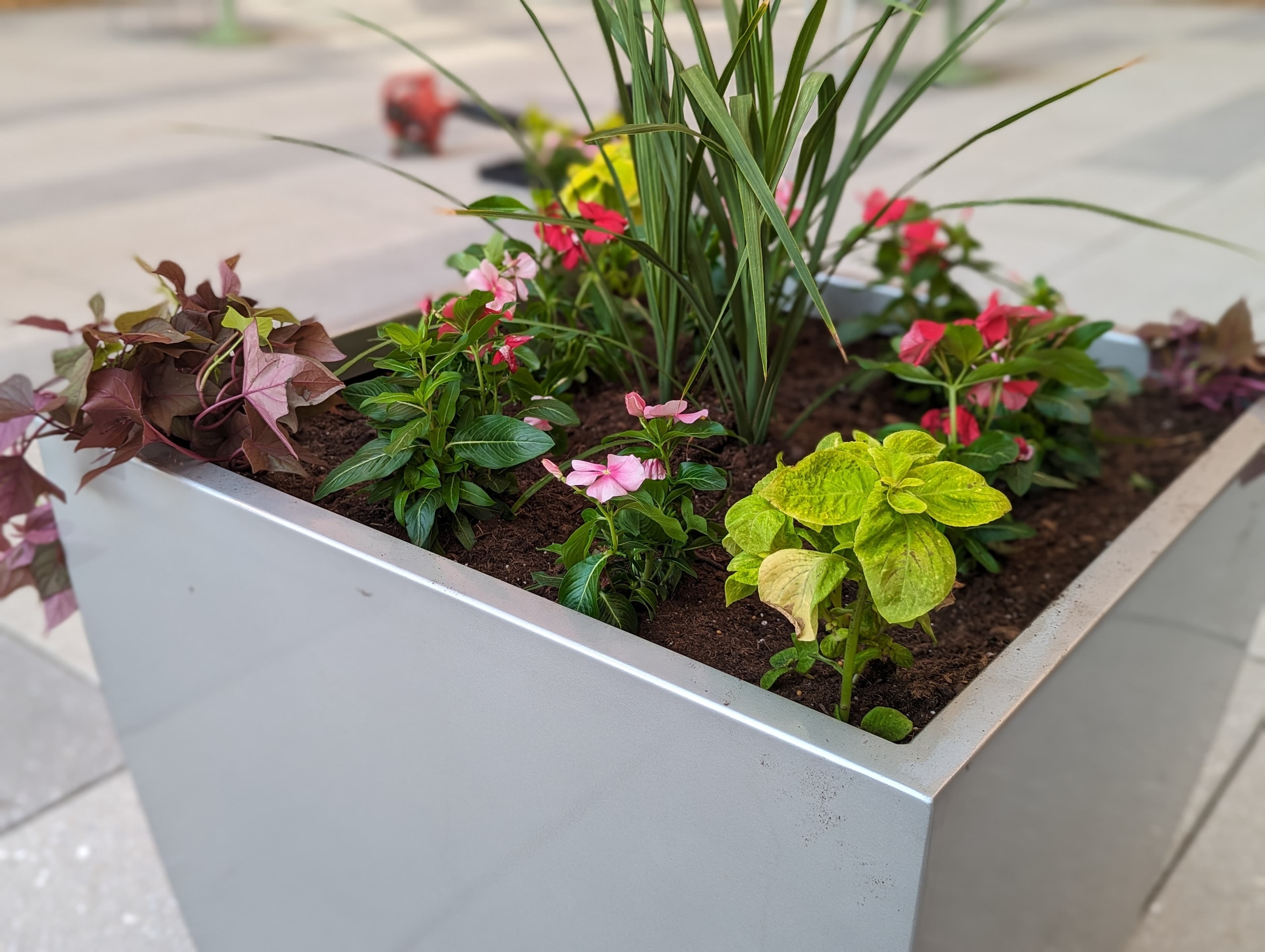 Seasonal color planter with annual flowers
