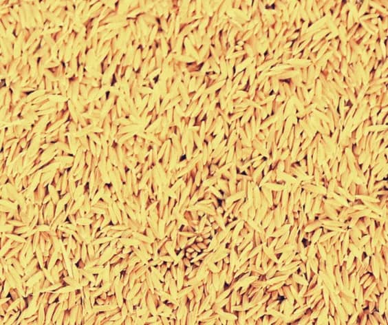 Custom seed blend visual for lawn establishment planning