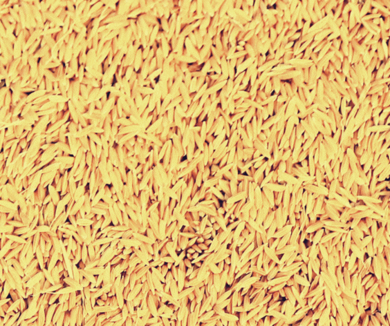 Custom seed blend being prepared for hydroseeding