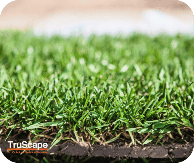 Sod Installation