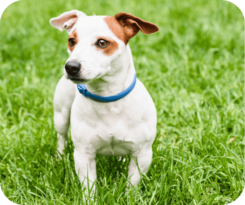 Small white dog with brown patches and a blue collar standing on lush green grass.