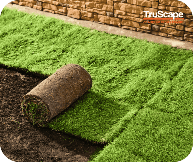 Roll of sod being laid on dark soil next to freshly installed green turf in a backyard with a stone wall.